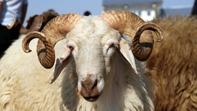 Satılamayan Kurbanı Bakanlık Alacak