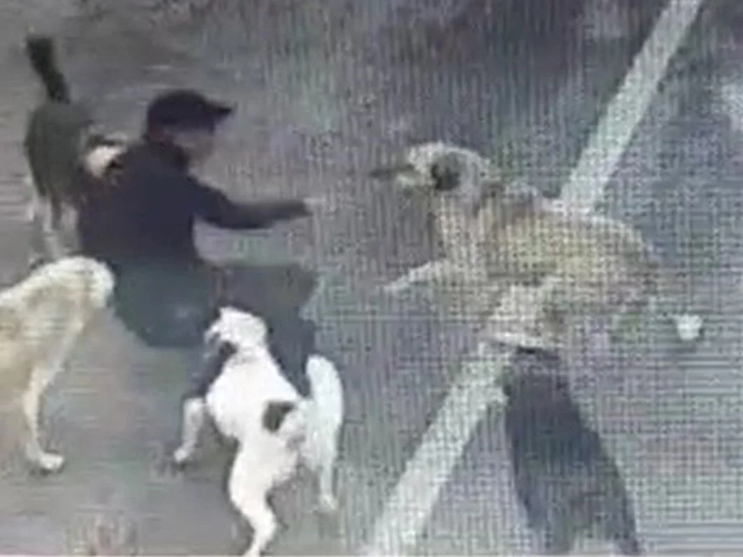 Cumhuriyetin ilk yıllarında sahipsiz köpeklerle ilgili alınan tedbirler