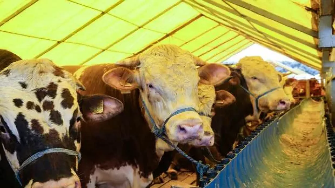 Kurbanlığın canlı kilo fiyatı 40 lira birden geriledi